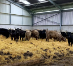 Housing: Calculating space allowances for cattle in organics