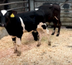 Calf trade: Online trade very active for strong calves at Gortatlea