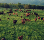 Watch: How can grazing prevent further climate change?