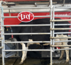 Dairy Throwback: Family using robot to set up second dairy unit