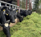 Dairy Throwback: Components and longevity evident in Coolmohan herd