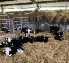 2024-born dairy-beef calves arrive to ABP Demo Farm