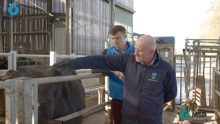 Pre-breeding management on dairy farms | Partners in Reproduction Series