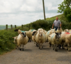 Kerry vet and footballer recommends Moxodex Oral as mid-season lamb wormer