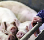 2023 saw 5-fold increase in ASF outbreaks in domestic pigs in EU