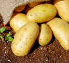 Opinion: Why are potatoes not a focus of tillage vision group?