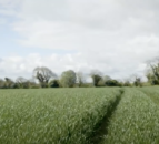 Crops Watch: Dr Robert Beattie on maximising profitability of winter wheat crops.