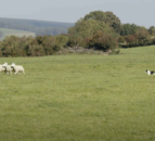 International sheep dog trials in Blessington Co. Wicklow