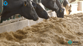 Partners in Reproduction Series: Pre-breeding management on dairy farms