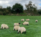 Dealing with stomach worms affecting the thrive of lambs