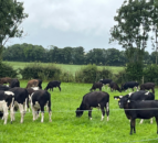 Time to consider summer dosing for dairy beef animals