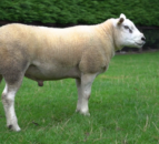 ICM sustainability trial lambs arrive on Kerry sheep farms