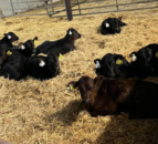 Sellers and buyers of better calves 'team up' in new initiative