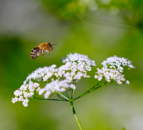 Are you a pollinator-friendly farmer?