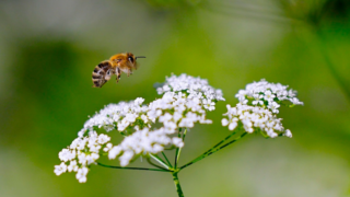 Are you a pollinator-friendly farmer?