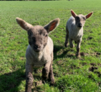 ‘Difficult to continue’ with lack of sleep during lambing