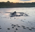 Cow stuck in mud saved after two hour rescue operation