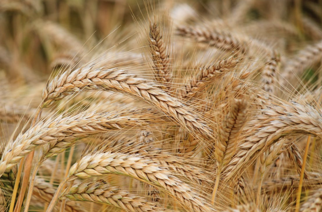 FAO food price index /new gene research project involving wheat Rothamsted